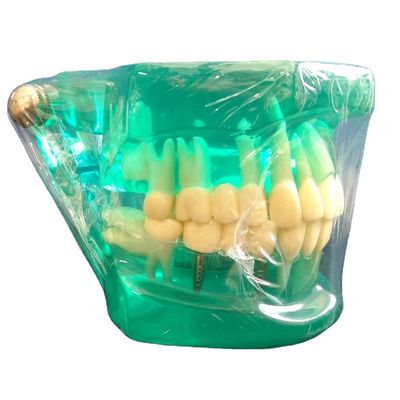 DTC Ortodontia Dental Typodont Brackets Modelo personalizado feito para manual e OEM