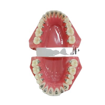 DTC Ortodontia Dental Typodont Brackets Modelo personalizado feito para manual e OEM